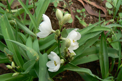 Chlorophytum tuberosum